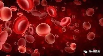 天然螺旋藻能根治貧血癥