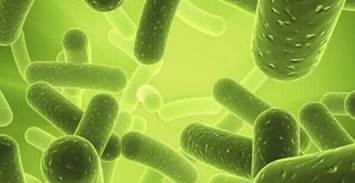 螺旋藻營養素全解析