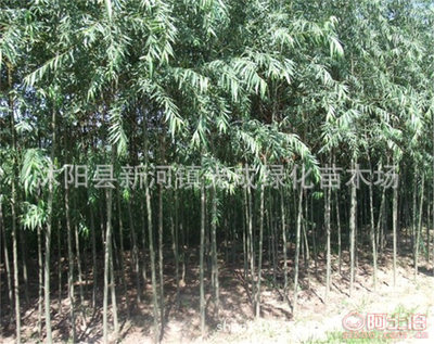 【直銷垂柳苗綠化垂柳垂柳樹苗綠化工程苗無病害易成活】沭陽縣新河鎮(zhèn)光成綠化苗木場 - 產(chǎn)品庫