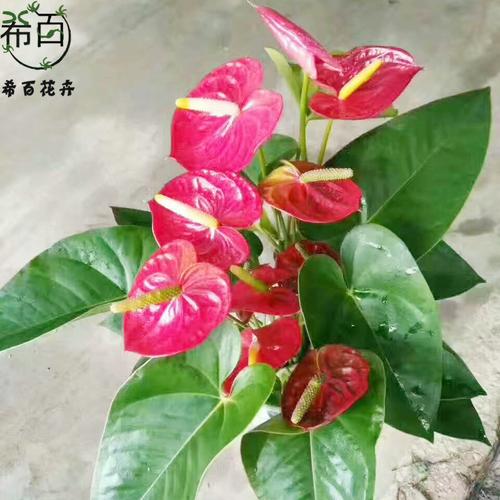 產(chǎn)品實拍照片