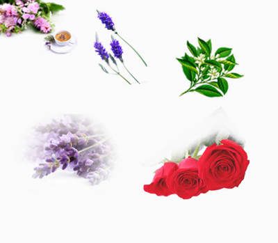 各種花卉免費(fèi)下載_產(chǎn)品實(shí)物_1916像素_編號5772054_png格式