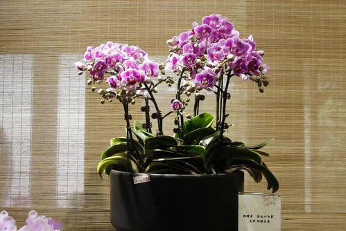 新優(yōu)精品花卉展 這個周末,郭莊邀你 猜花謎 內(nèi)含福利哦