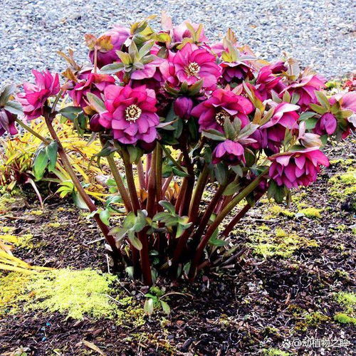 冬天開花的花有什么花 常見花卉盤點(diǎn)
