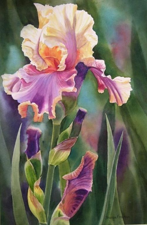 細(xì)膩逼真的水彩花卉繪畫作品,畫師sharon freeman