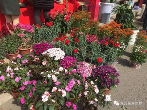 這樣花卉產(chǎn)品一應(yīng)俱全的市場(chǎng),落戶在東莞 東城上橋