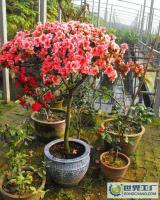 山東淄博專業(yè)供應杜鵑花[供應]_花卉_世界工廠網中國產品信息庫