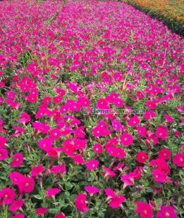 供應矮牽牛、矮牽牛種植基地、矮牽牛價格---麗穎花卉_農副產品_世界工廠網中國產品信息庫