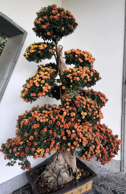 新優(yōu)精品花卉展 這個(gè)周末,郭莊邀你 猜花謎 內(nèi)含福利哦