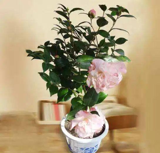 家里養(yǎng)這2種花,盆越小 花越多 ,個(gè)個(gè)都是 精品