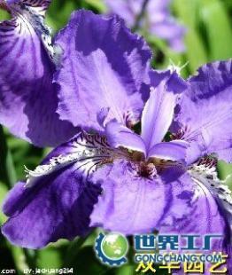 供應(yīng)杭州花卉出租公司大型(0.7元)中元)小型(0.2元)_農(nóng)副產(chǎn)品_世界工廠網(wǎng)中國(guó)產(chǎn)品信息庫(kù)