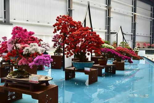 十里杜鵑迎八方來客 第十七屆中國杜鵑花展覽會在江蘇常州開幕 動態
