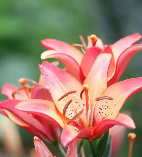 多圖直擊,爛漫花影,邂逅百合花海 陜西 鎮(zhèn)坪上竹鎮(zhèn)第四屆百合花節(jié)暨農(nóng)林產(chǎn)品展銷活動(dòng)盛大開幕