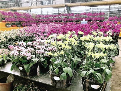 過年了,花市銷售火爆 精品花卉受熱捧